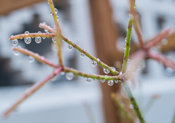 Planta suculenta con gotas después de la lluvia