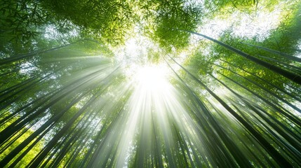 Serene Bamboo Grove in Ancient Medieval Japan with Sunlight Filtering Through Tall Stalks Creating Magical Atmosphere and Soft Shadows - Ultra-Detailed Landscape Photo