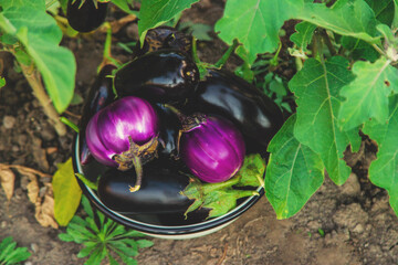 Eggplant harvest in the garden. Selective focus.