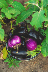 Eggplant harvest in the garden. Selective focus.