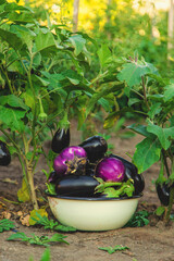 Eggplant harvest in the garden. Selective focus.