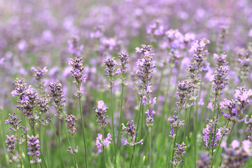 Lavender field. Purple lavender flowers with selective focus. Aromatherapy. The concept of natural cosmetics and medicine. Sun glare and foreground blur, soft focus