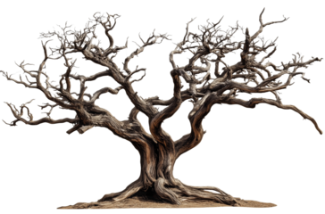 creepy dead tree isolated png