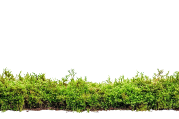 Vibrant Green Moss Isolated on transparent Background Ideal for Nature Studies, Textures, and Environmental Projects