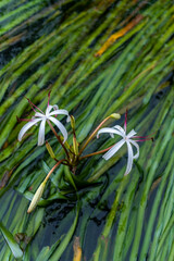 water onion flower is an umbel of large, showy blossoms above the waterline.