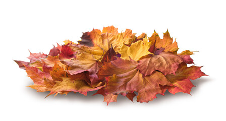 autumn season concept оrange maple leaves, heap autumn leaves top view, isolated on white background