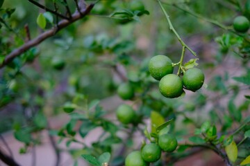 Green Lime in tree, green citrus fruits