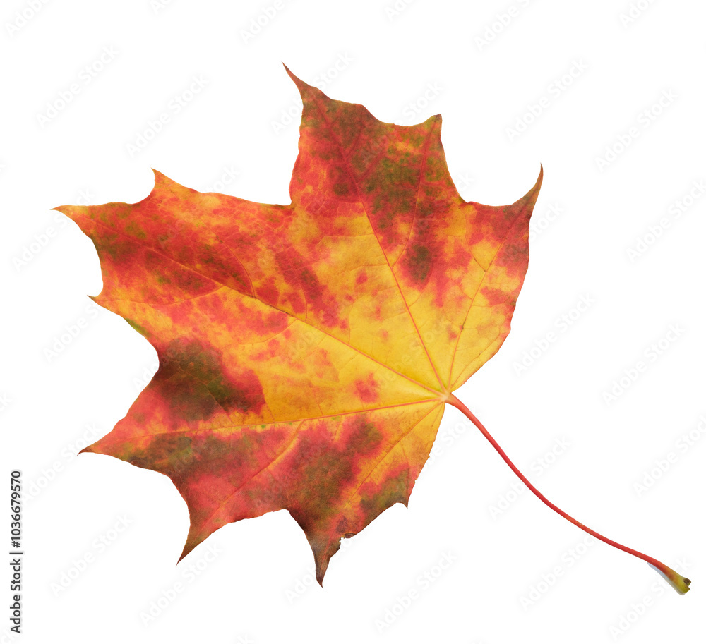Poster a leaf of a maple tree is shown in full color. the leaf is red and has a slightly brownish tint. the