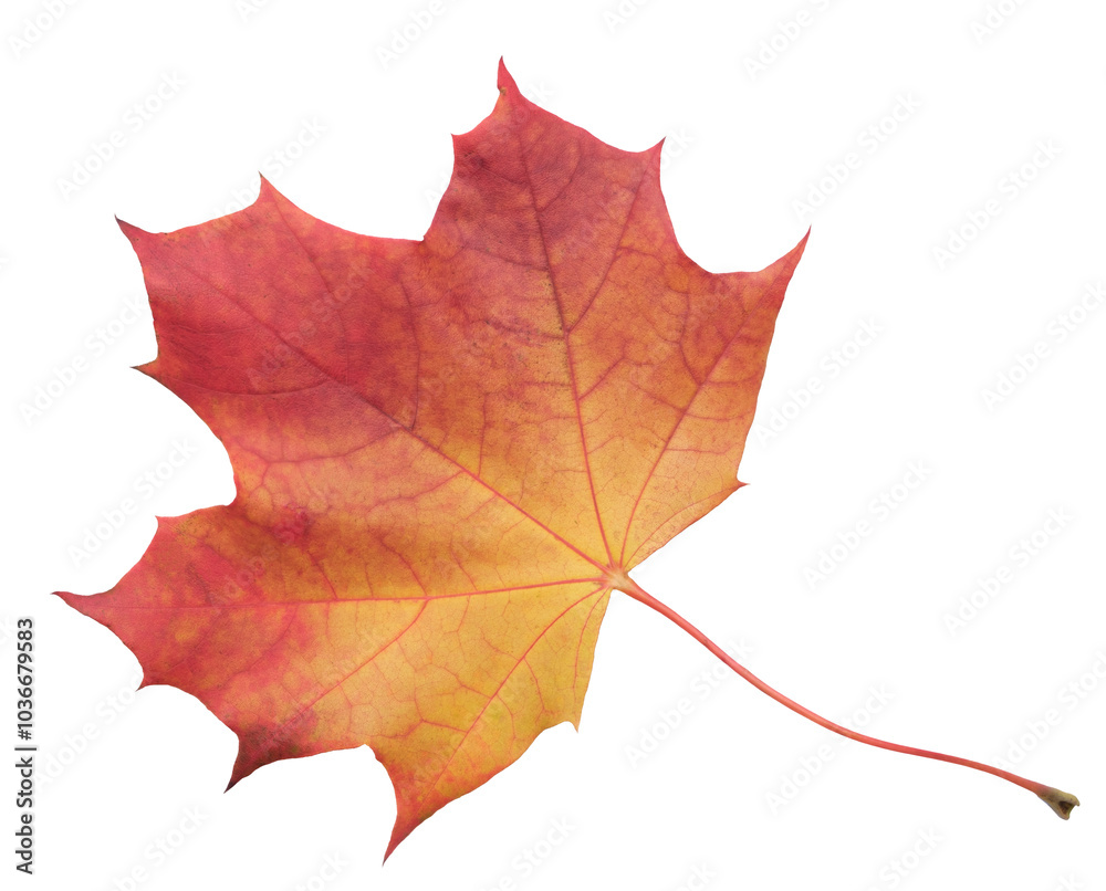 Aufkleber a leaf of a maple tree is shown in full color. the leaf is red and has a slightly brownish tint. the