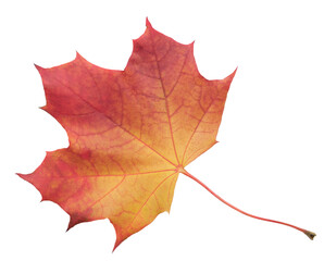 A leaf of a maple tree is shown in full color. The leaf is red and has a slightly brownish tint. The leaf is positioned on a white background, which makes the leaf stand out and appear more vibrant