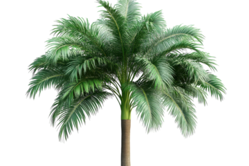 Stunning Isolated Palm Tree on Transparent Background Perfect for Tropical Themes and Graphic Designs