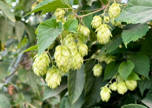 Green ripe hop cones hang on a branch
