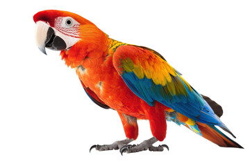 Fototapeta premium Vibrant Adult Parrot Isolated on a Clean transparent Background, Perfect for Nature-Themed Projects, Advertisements and Educational Material
