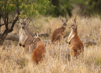 Gathering of Kangaroo's in the early morning outback Australia.