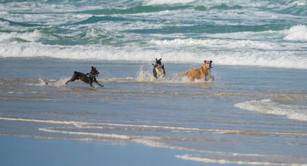 Three dogs playing in the water at the beach, having fun.