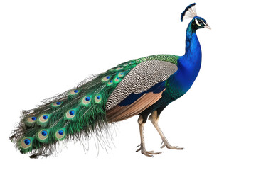 Fototapeta premium Beautiful Isolated Peacock Displaying Colorful Feathers on transparent Background for Artistic and Educational Uses