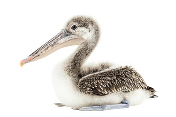 Obraz premium Close-Up of a Pelican Chick Isolated on a transparent Background Perfect for Educational and Wildlife Presentations