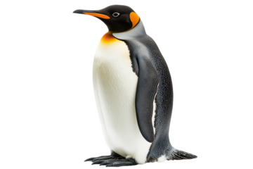 Charming Adult Penguin Isolated on transparent Background Perfect for Nature and Wildlife Illustrations and Educational Materials