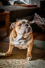 Fototapeta premium English Bulldog in the morning sun