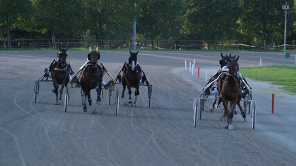 Racing horses trots and rider on a track of stadium. Competitions for trotting horse racing. Horses compete in harness racing. Horse runing at the track with rider.
