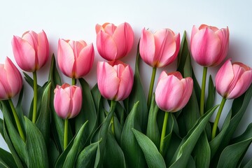 Obraz premium Row of pink tulips with green stems. The flowers are arranged in a line, with some overlapping each other. Scene is one of beauty and serenity, as the flowers are a bright