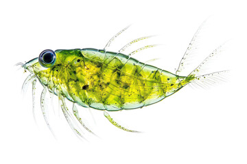 Detailed Isolated Plankton Image on transparent Background for Scientific Use and Educational Materials