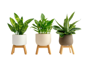 Elegant Plant Stands Isolated on a transparent Background Perfect for Home Decor and Gardening Enthusiasts