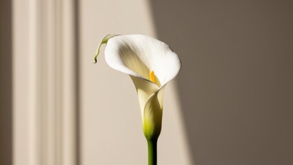 Obraz premium Elegant White Calla Lily Flower on a Neutral Background with Dramatic Sunlight and Shadow.