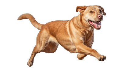 running dog isolated on transparent background cutout