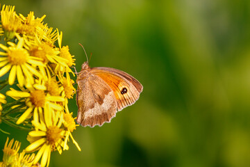 Fototapeta premium butterfly on a flower Maniola jurtina summer flower butterfly 
