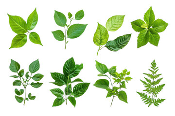 Fototapeta premium Detailed Overview of Poisonous Plants Isolated on a transparent Background for Educational and Awareness Purposes