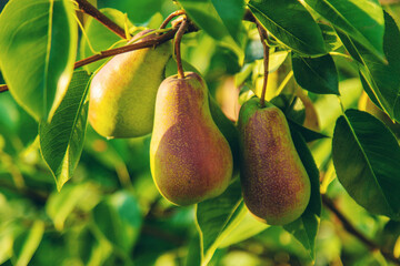 Pears grow in the garden. Selective focus.