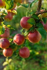 Apples on a tree in an orchard. Selective focus.