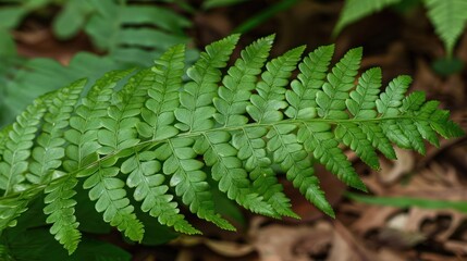 A close-up of a fern frond with green leaves.