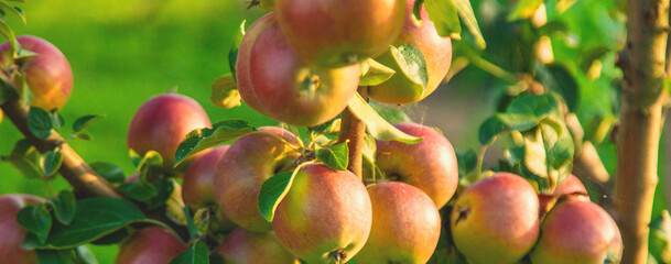 Apples on a tree in an orchard. Selective focus.