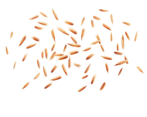brown long rice on transparent background
