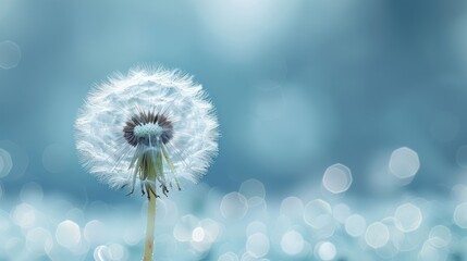 Fototapeta premium A single dandelion seed head with a blurred background of bokeh.