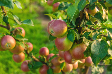 Apples on a tree in an orchard. Selective focus.