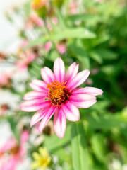 Fototapeta premium ピンク色のジニアのクローズアップ