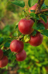 Apples on a tree in an orchard. Selective focus.