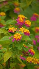 Close-up of wild Lantana Camara L flowers blooming