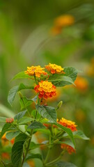 Close-up of wild Lantana Camara L flowers blooming