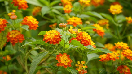 Close-up of wild Lantana Camara L flowers blooming