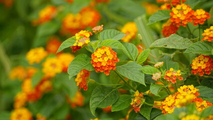 Close-up of wild Lantana Camara L flowers blooming