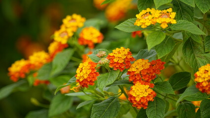 Close-up of wild Lantana Camara L flowers blooming