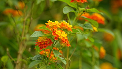Close-up of wild Lantana Camara L flowers blooming