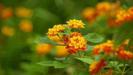 Close-up of wild Lantana Camara L flowers blooming