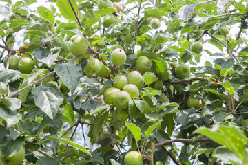 Green unripe apples in branch. Asturian variety for cider production