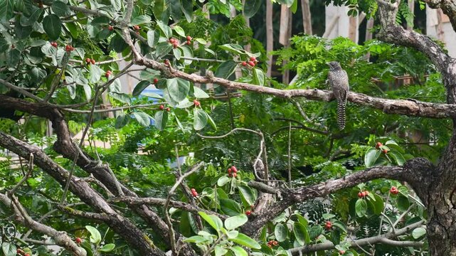 Asian Koel Female on Banyan Tree