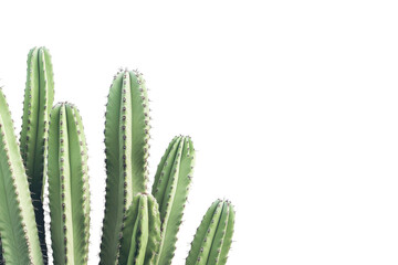 Stunning Isolated Image of Saguaro Cacti on a transparent Background for Use in Nature-Themed Projects